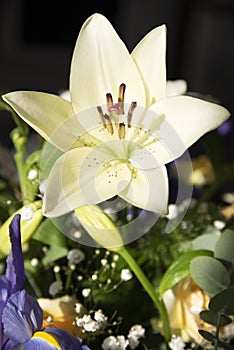 Lilium longiflorum beautiful flower among diffuse and very colorful backgrounds