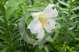 Lilium longiflorum Easter Lily against a background of green foliage.