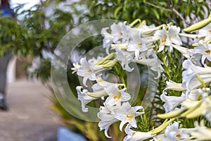 Lilium longiflorum flower