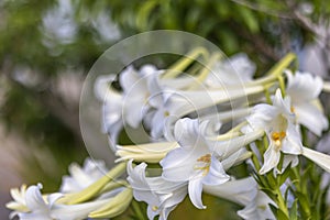 Lilium longiflorum flower