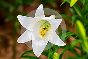 Lilium longiflorum in a garden