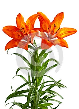 Lilium martagon