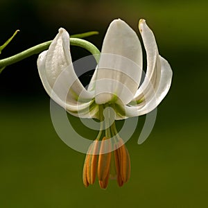 Lilium martagon alba white flower