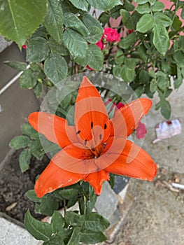 Lilium martagon, also known as Turk& x27;s cap lily