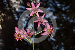 Lilium martagon is bloosome under forest canopy