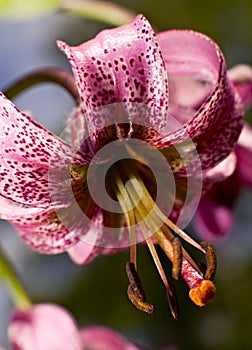 Lilium martagon closeup photo