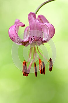 Lilium martagon