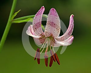 Lilium martagon flower