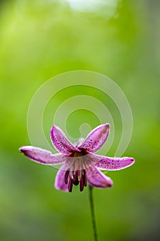 Lilium martagon flower growing in forest, close up