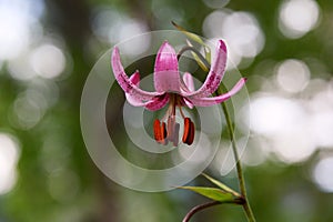 Lilium martagon martagon lily.