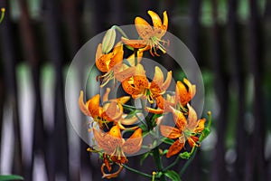 Lilium martagon. Martagon or turk\'s cap lily.