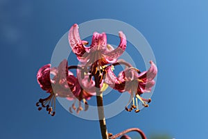 Lilium martagon - Turk`s cap lily