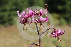 Lilium martagon - Turk`s cap lily