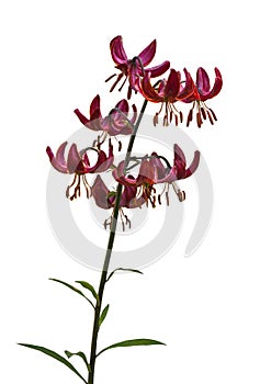 Lilium martagon  on a white background isolated