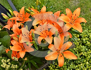 Lilium Orange Pixie flowers