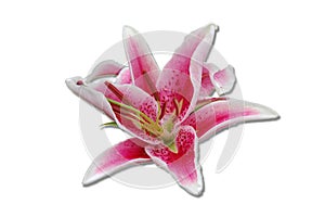 Lilium oriental hybrids photo