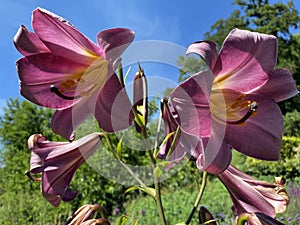 Lilium `Pink Perfection` Trumpet Lily, Lily Pink Perfection or Orienpet Lilie, Mainau - Constance, Germany