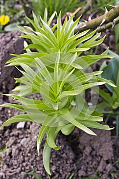Lilium plant