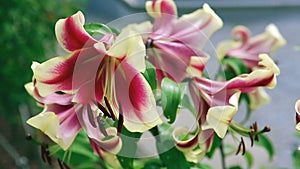 Lilium 'Red Dutch' is an asiatic hybrid lily with red flowers edged yellow .