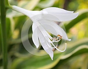 Lilium regale photo