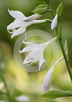 Lilium regale