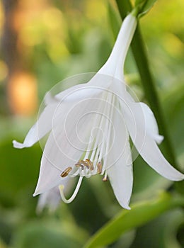 Lilium regale photo