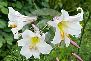 Lilium regale regal lily photo