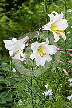 Lilium regale regal lily photo