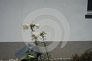 Lilium regale \'Regale Album\' blooms in the garden in June. Berlin, Germany