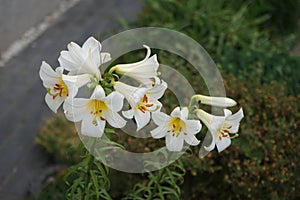 Lilium regale \'Regale Album\' blooms in the garden in June. Berlin, Germany