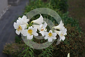 Lilium regale \'Regale Album\' blooms in the garden in June. Berlin, Germany