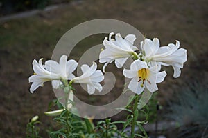 Lilium regale \'Regale Album\' blooms in the garden in June. Berlin, Germany