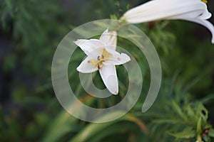 Lilium regale \'Regale Album\' blooms in the garden in June. Berlin, Germany