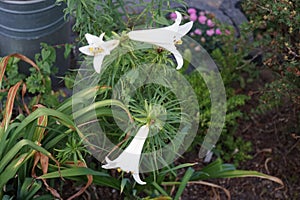 Lilium regale \'Regale Album\' blooms in the garden in June. Berlin, Germany