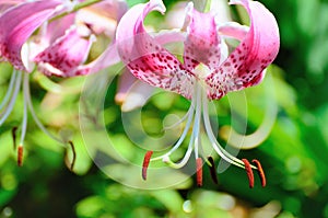 Lilium speciosum photo
