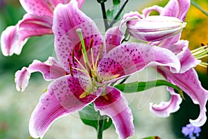 Lilium speciosum rubrum fa 'Star Gazer' photo