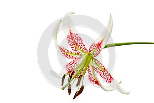 Lilium speciosum var. gloriosoides photo