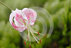 Lilium speciosum var. gloriosoides