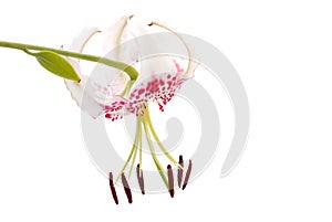 Lilium speciosum var. gloriosoides photo