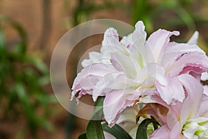 El abuela es un elegante hermoso. empujar Ellos son alguno Tipos de oler. flor la mayoría caro hoy 