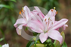 Lilium spp have large flowers are very beautiful and elegant. Some are very fragrant It is the flower most expensive at present.