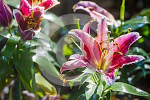 Lilium spp is a tropical flowers cold originated in China, and northern Japan.