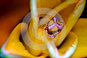 Lilium Stamen