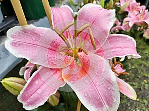 Lilium 'Star Gazer'