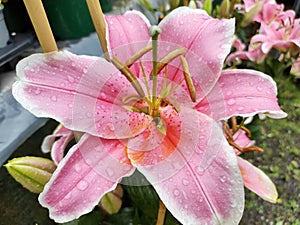 Lilium 'Star Gazer'