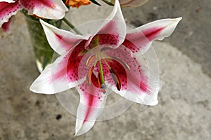 Lilium 'Star Gazer'