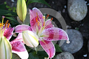 Lilium - Star Gazer - in blossom and with buds