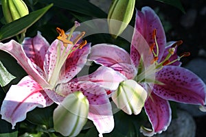 Lilium - Star Gazer - in blossom and with buds