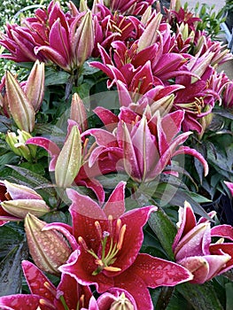 Lilium Stargazer