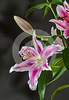Stargazer lily